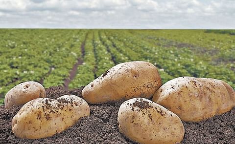 México: Hay buena producción pero bajo precio en la papa al inicio de las cosechas México: Hay buena producción pero bajo precio en la papa al inicio de las cosechas