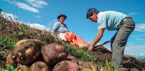Potato cultivation in Peru.