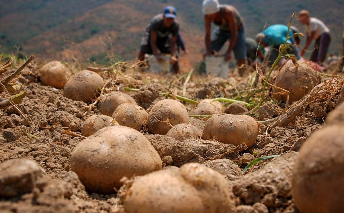 El cultivo de papa en Venezuela: Algunas estadísticas El cultivo de papa en Venezuela: Algunas estadísticas