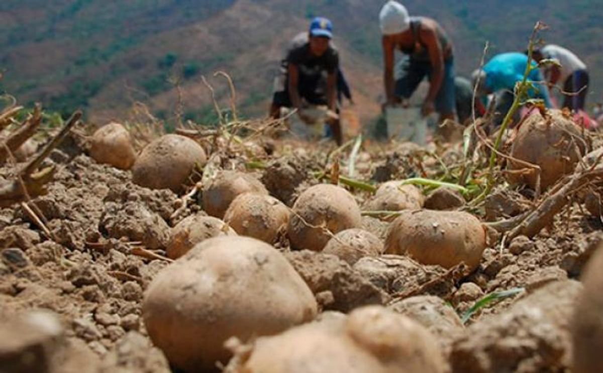 El cultivo de papa en Venezuela: Algunas estadísticas El cultivo de papa en Venezuela: Algunas estadísticas