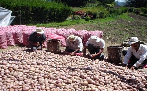 Potato crops in Villahermosa