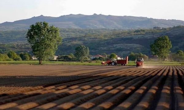 España: Productores de patata de A Limia estudian plantar menos cantidad este año