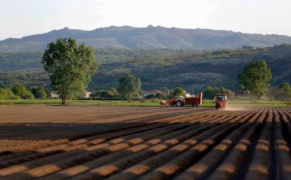 El sector de la patata en Xinzo siempre tuvo que capear contratiempos como el precio, la climatología y las pestes, y a todo ello se sumó en 2020 otro enemigo impredecible como es el COVID.