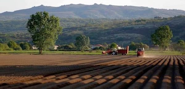 España: Productores de patata de A Limia estudian plantar menos cantidad este año