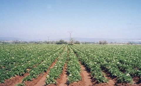 Se mantiene estable la superficie de siembra para la patata nueva. Se mantiene estable la superficie de siembra para la patata nueva.