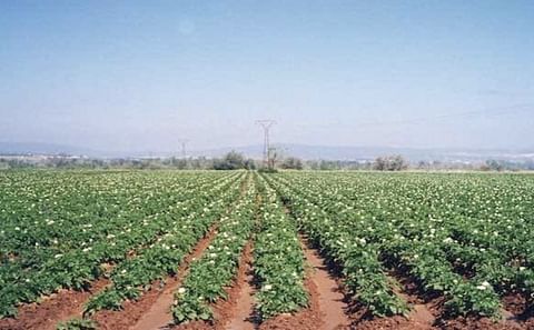 Se mantiene estable la superficie de siembra para la patata nueva. Se mantiene estable la superficie de siembra para la patata nueva.