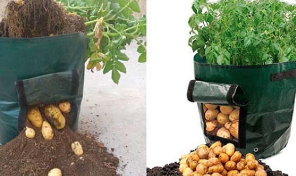 Cómo cultivar patatas en tu terraza, ¡es tan fácil!