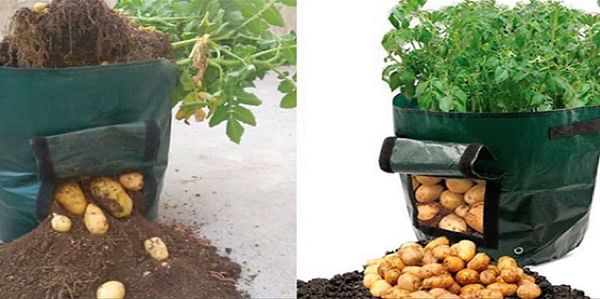 Cómo cultivar patatas en tu terraza, ¡es tan fácil!
