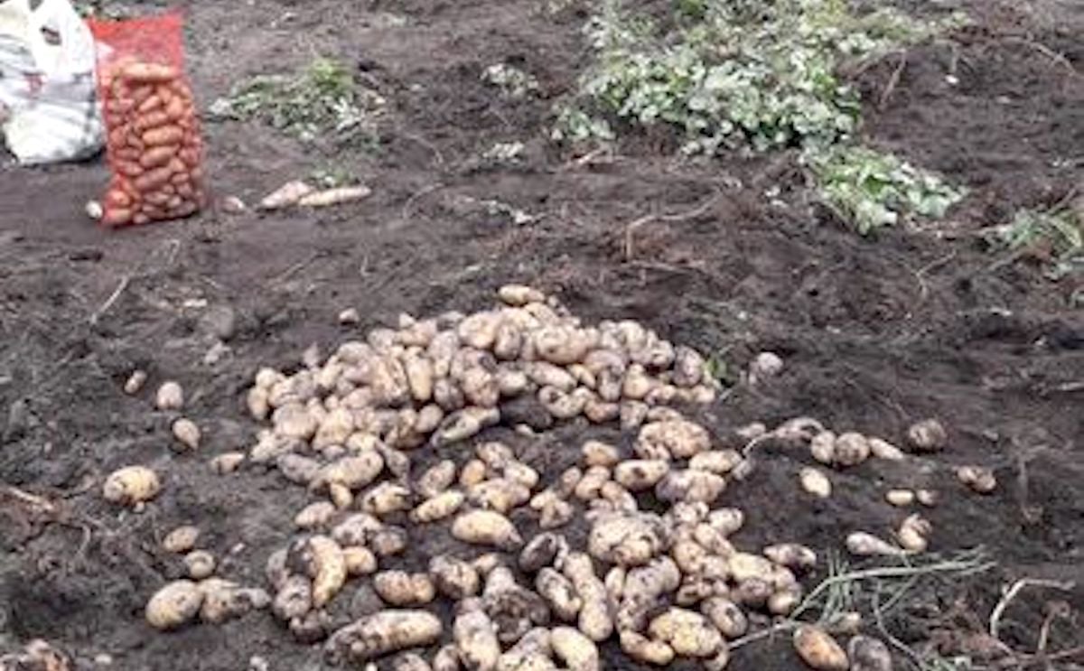 Paraguay: Óptimos resultados en cultivo de papa en Tacuaras. Paraguay: Óptimos resultados en cultivo de papa en Tacuaras.