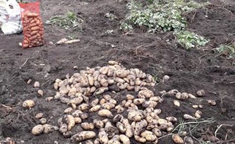 Paraguay: Óptimos resultados en cultivo de papa en Tacuaras. Paraguay: Óptimos resultados en cultivo de papa en Tacuaras.