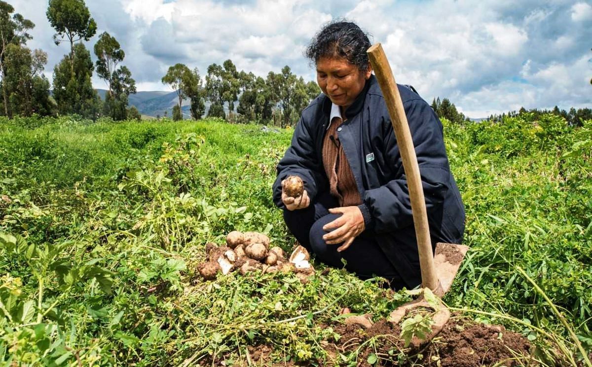 Pleno agrario aprueban promoción y protección de la papa y sus