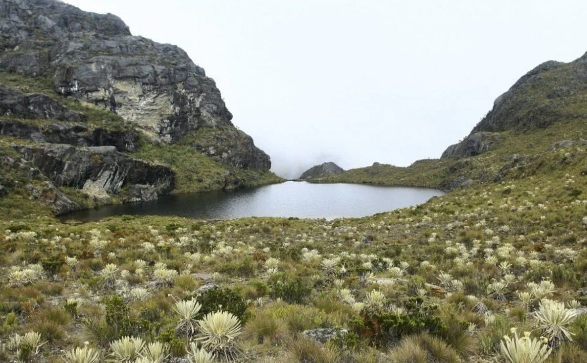 Colombia: Cultivos de papa y cebolla tienen luz verde para ser sembrados en 26 de los páramos.