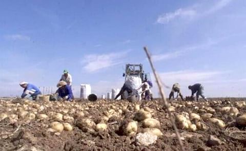 The wireworm, the main enemy of the Andalusian potato. The wireworm, the main enemy of the Andalusian potato.