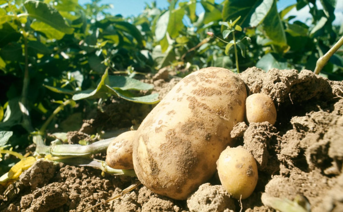 Un software predice la evolución del maíz, la papa y el cacahuete Un software predice la evolución del maíz, la papa y el cacahuete