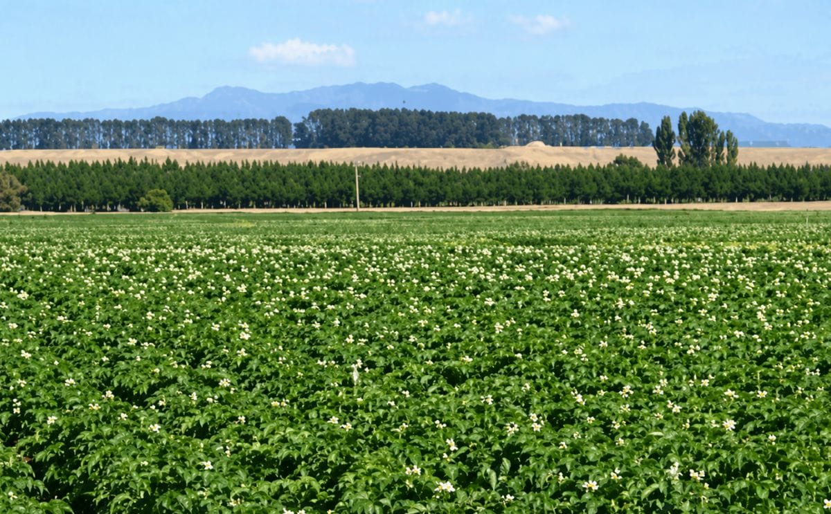 Aplicación ayuda a hacer seguimiento y predecir el resultado de crecimiento de papa