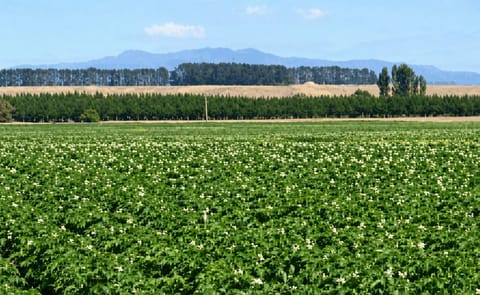 Aplicación ayuda a hacer seguimiento y predecir el resultado de crecimiento de papa Aplicación ayuda a hacer seguimiento y predecir el resultado de crecimiento de papa