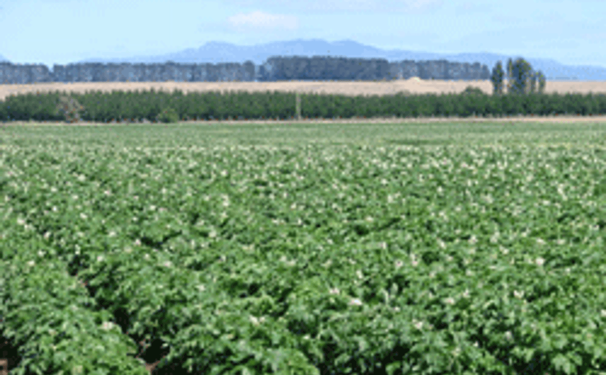 Cultivo de papas Cultivo de papas