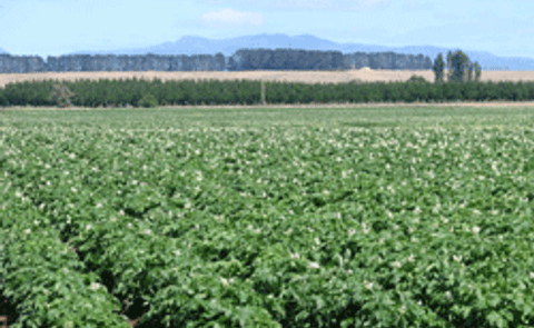 Aplicación ayuda a hacer seguimiento y predecir el resultado de crecimiento de papa Aplicación ayuda a hacer seguimiento y predecir el resultado de crecimiento de papa