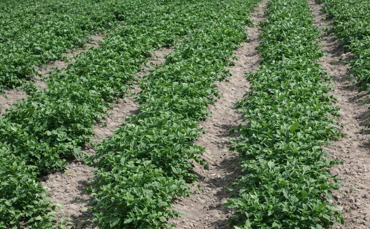 Cultivo de papa en Perú Cultivo de papa en Perú