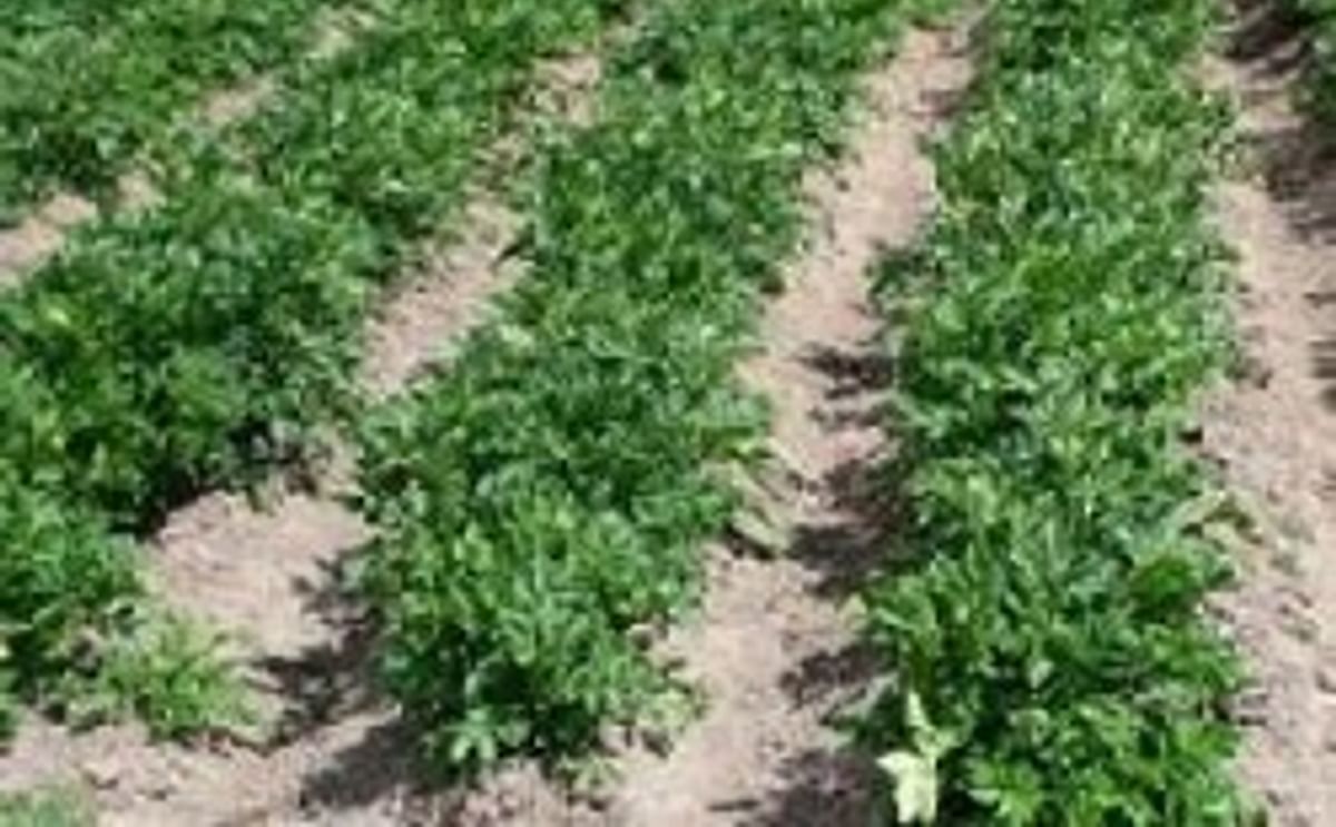 Cultivo de papa en Perú Cultivo de papa en Perú
