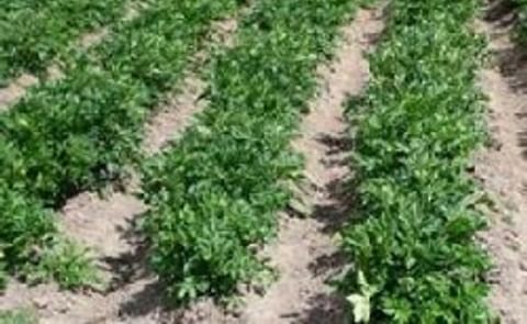 Perú: En un 50% habría desaparecido la diversidad de cultivares de papa Perú: En un 50% habría desaparecido la diversidad de cultivares de papa