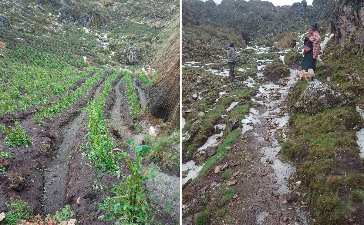 Perú: lluvia y granizo perjudican la cosecha Perú: lluvia y granizo perjudican la cosecha