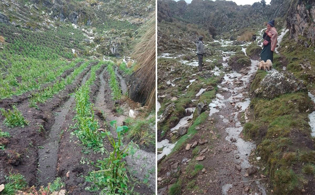 Perú: lluvia y granizo perjudican la cosecha