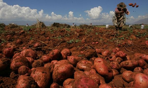 NEIKER-Tecnalia, premiado en Chile por investigar la adecuación del cultivo de patata al cambio climático
