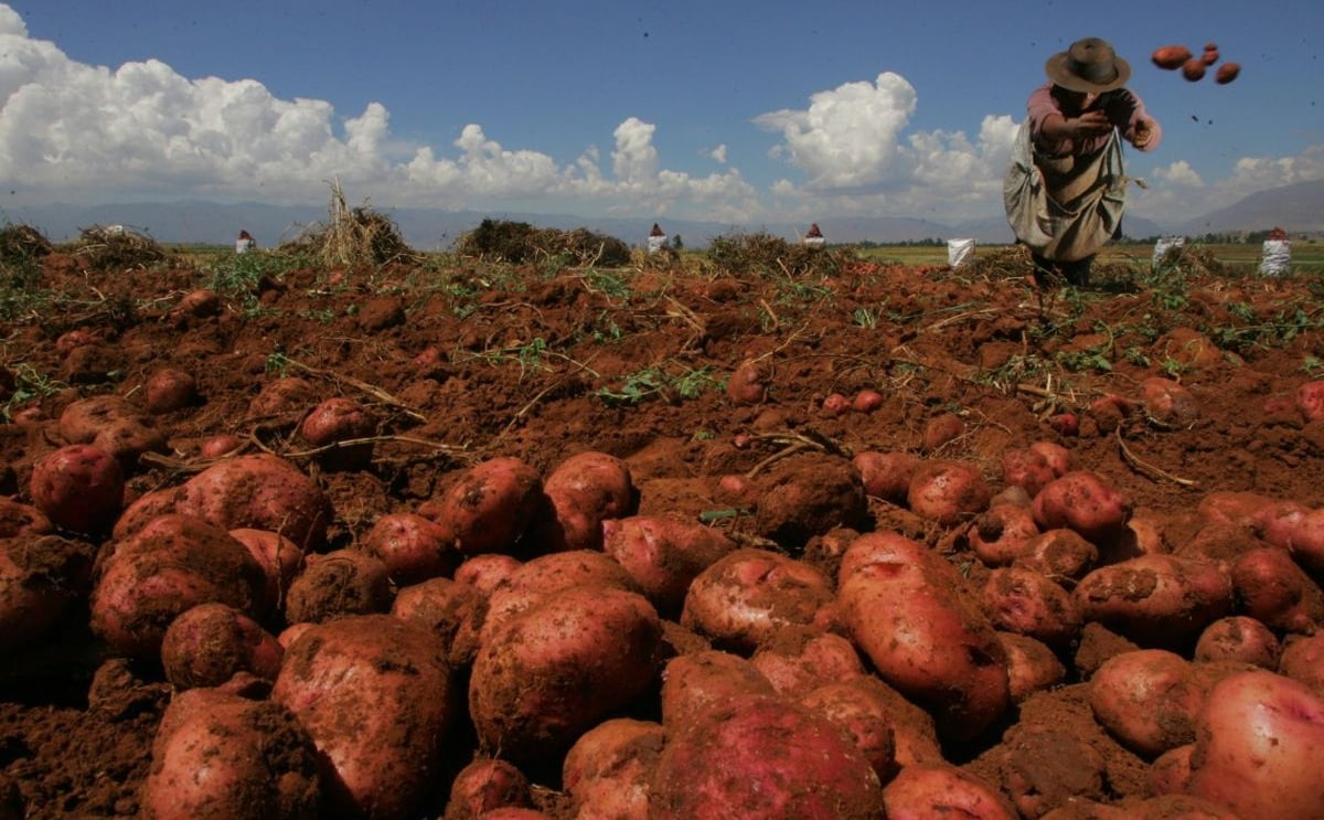 NEIKER-Tecnalia, premiado en Chile por investigar la adecuación del cultivo de patata al cambio climático NEIKER-Tecnalia, premiado en Chile por investigar la adecuación del cultivo de patata al cambio climático