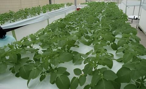 El invernadero más moderno de América Latina para producir semilla de papa fue inaugurado en Ecuador El invernadero más moderno de América Latina para producir semilla de papa fue inaugurado en Ecuador