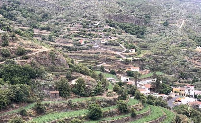Cultivos de papas en el pago de San Isidro, en Teror, municipio donde se realiza el ensayo comparativo.