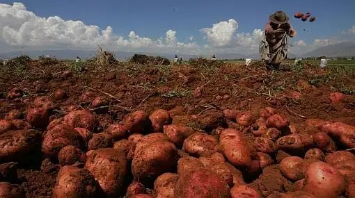 España: Diseñan biofertilizantes específicos para papas