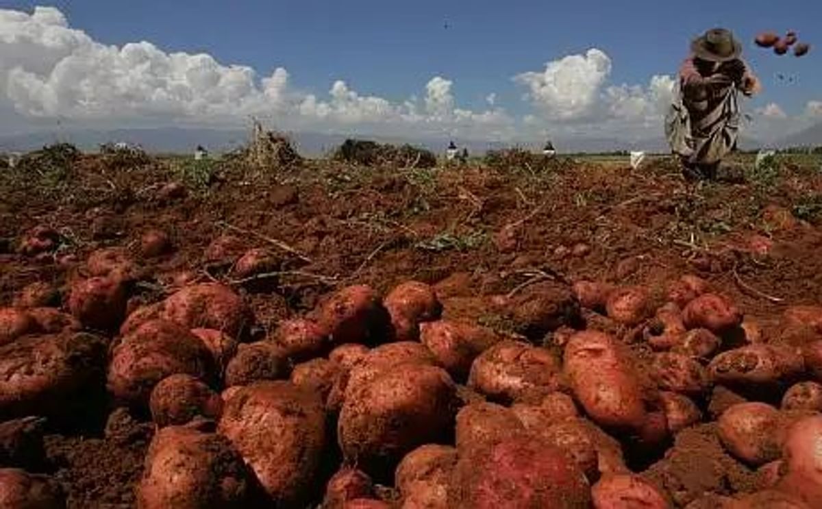 España: Diseñan biofertilizantes específicos para papas España: Diseñan biofertilizantes específicos para papas