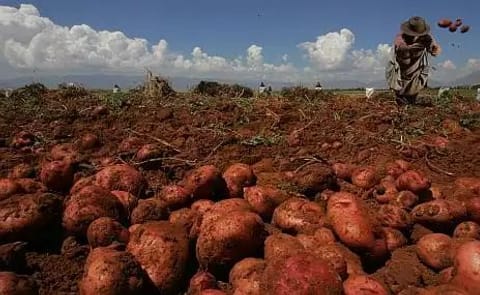 España: Diseñan biofertilizantes específicos para papas España: Diseñan biofertilizantes específicos para papas