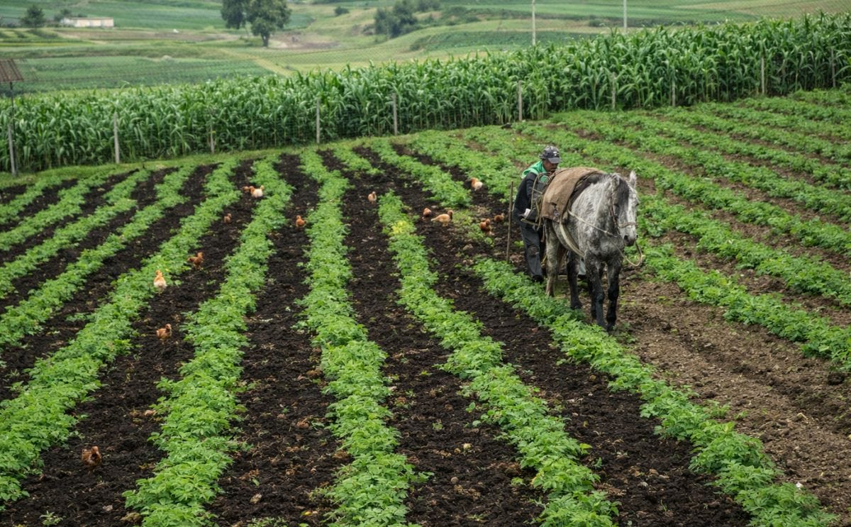 Agricultor colombiano sembrando papa Agricultor colombiano sembrando papa