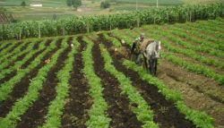 A un paso de ser ley el proyecto que crea el fondo para el fomento de la papa en Colombia