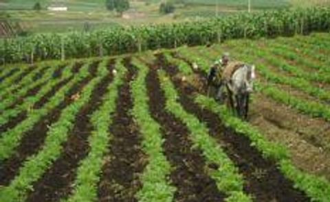 A un paso de ser ley el proyecto que crea el fondo para el fomento de la papa en Colombia A un paso de ser ley el proyecto que crea el fondo para el fomento de la papa en Colombia