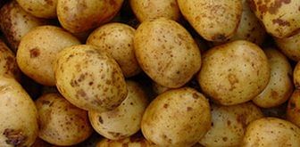 31st CUPGRA Annual Potato Conference 2020