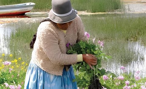 Bolivia lidera el camino para reconocer a los agricultores como custodios de la agrobiodiversidad Bolivia lidera el camino para reconocer a los agricultores como custodios de la agrobiodiversidad