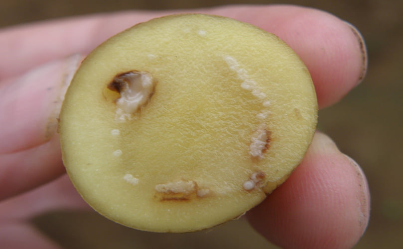Tuber Infection Symptoms of Potato Brown Rot: Vascular Browning and Bacterial Exudate Tuber Infection Symptoms of Potato Brown Rot: Vascular Browning and Bacterial Exudate