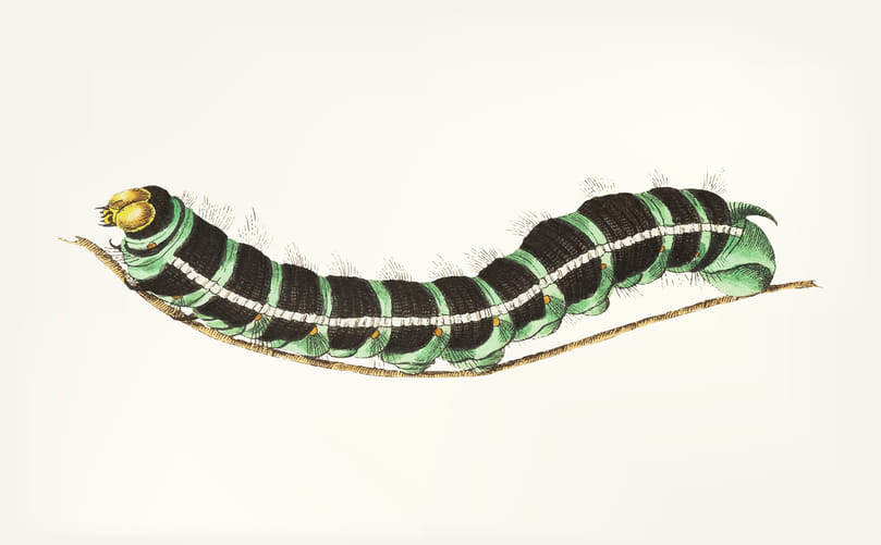 Potato Cutworms: A Cosmopolitan Agricultural Pest