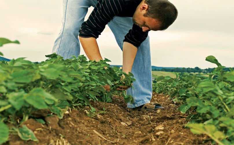 Field Scouting Techniques for Early Cutworm Detection