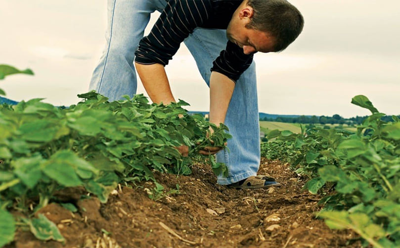 Field Scouting Techniques for Early Cutworm Detection Field Scouting Techniques for Early Cutworm Detection