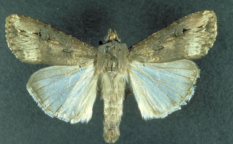 An adult black cutworm moth An adult black cutworm moth