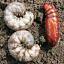 Cutworms