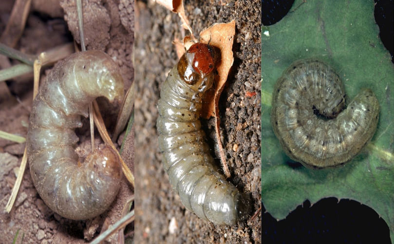 Cutworm larvae on various host plants, including potato and weeds.