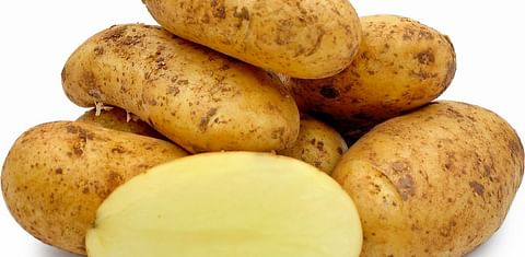 Lively demand for Cypriot early potatoes in Germany