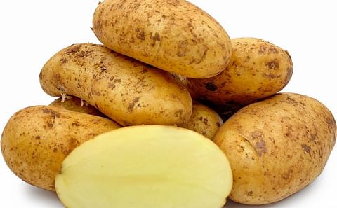 Lively demand for Cypriot early potatoes in Germany Lively demand for Cypriot early potatoes in Germany