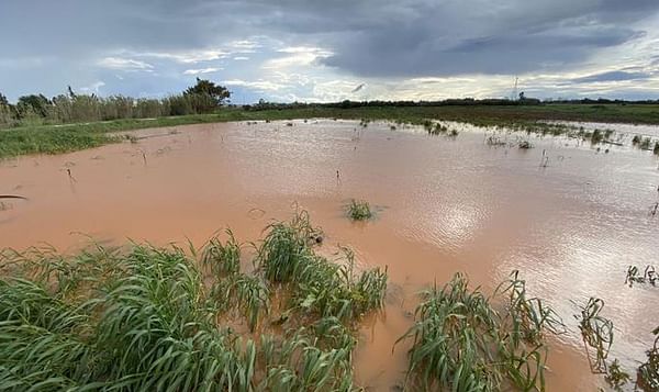 Potato Crop Cyprus affected by rain