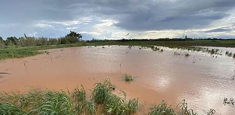 Potato Crop Cyprus affected by rain